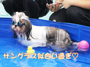 ドッグランでモデル犬とプール♪～1日目～